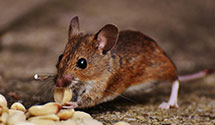 24 Hour & Emergency Exterminators in Milesville, SD
